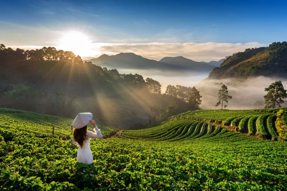 Sapa rice terraces and mountain valleys